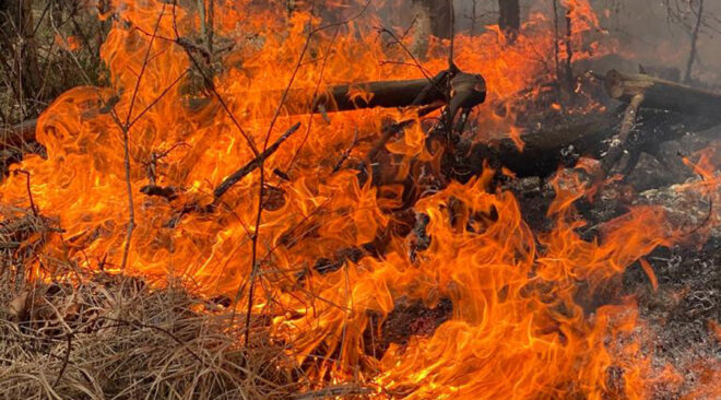 Pożar rezerwatu przyrody Horowe Bagno