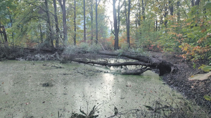 47_25 deweloper dębowy las