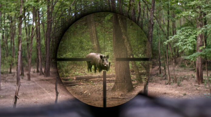 Wild hog seen through rifle scope